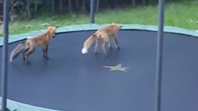 Foxes Jumping on my Trampoline happy Animals