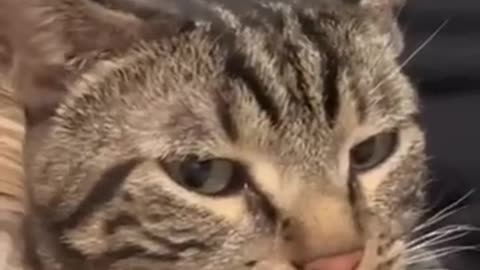 funny pet