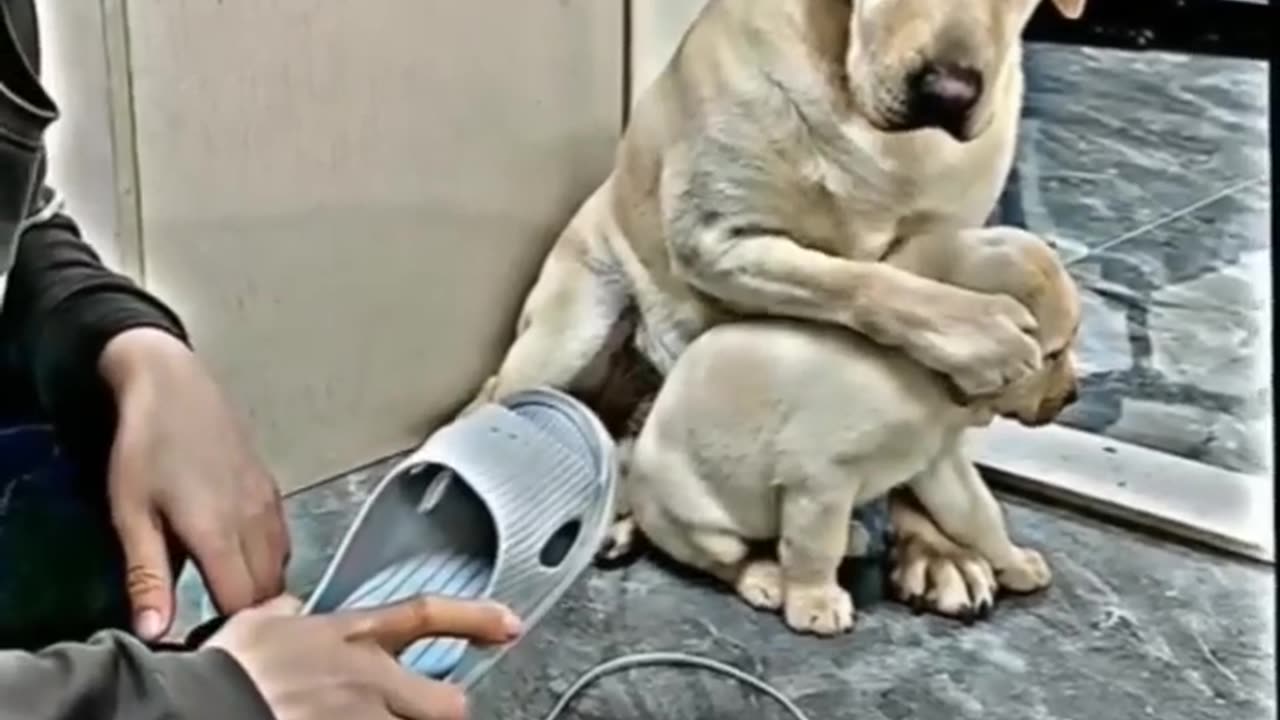 Dog funny video