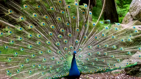 Peacock bird with a wonderful view