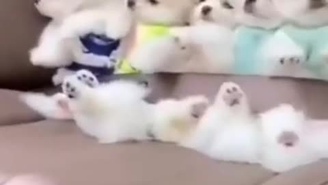 funny and cute puppy short