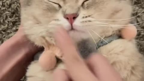 Playing CUTE cat