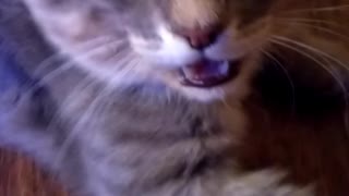 Panting cat