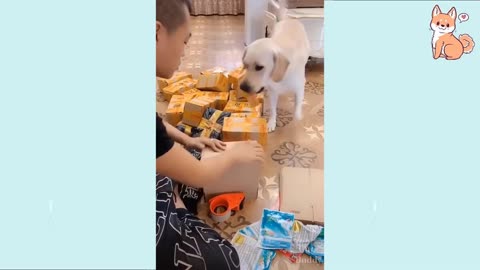 Que perrito mas lindo!