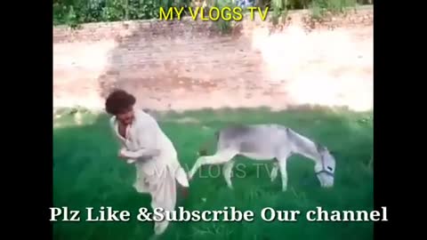 Funny Man Doing SomeThing Funny activities with Animal Donkey