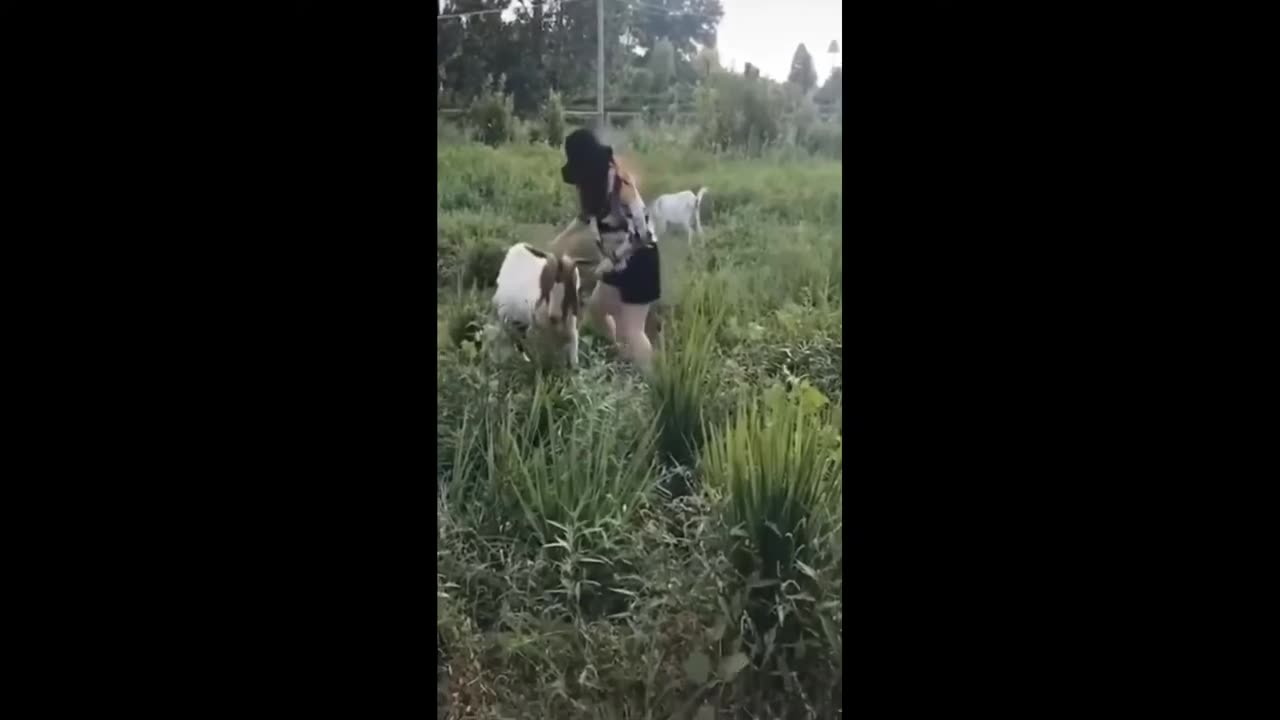 Funniest Animals Video -funny dogs and cats animals Video 2022,Comedy video