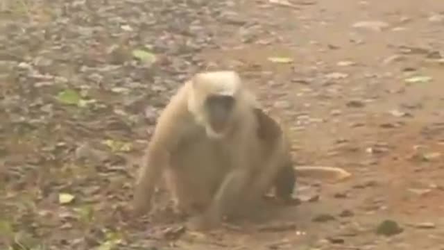 This Animal Killed 🐒 Monkey||Martens Attack Monkey||Animal Video||Wild Animals