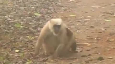 This Animal Killed 🐒 Monkey||Martens Attack Monkey||Animal Video||Wild Animals