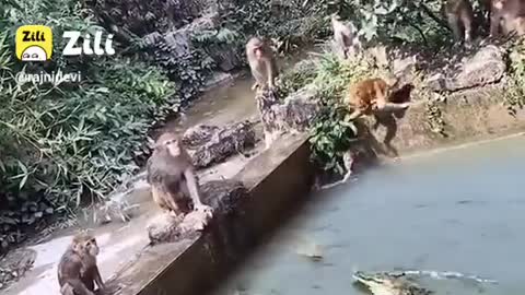 Monkey 🐒 playing with friends in river