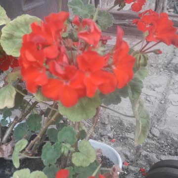 Pelargonium continues to bloom