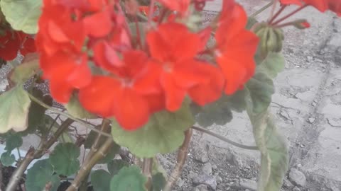 Pelargonium continues to bloom