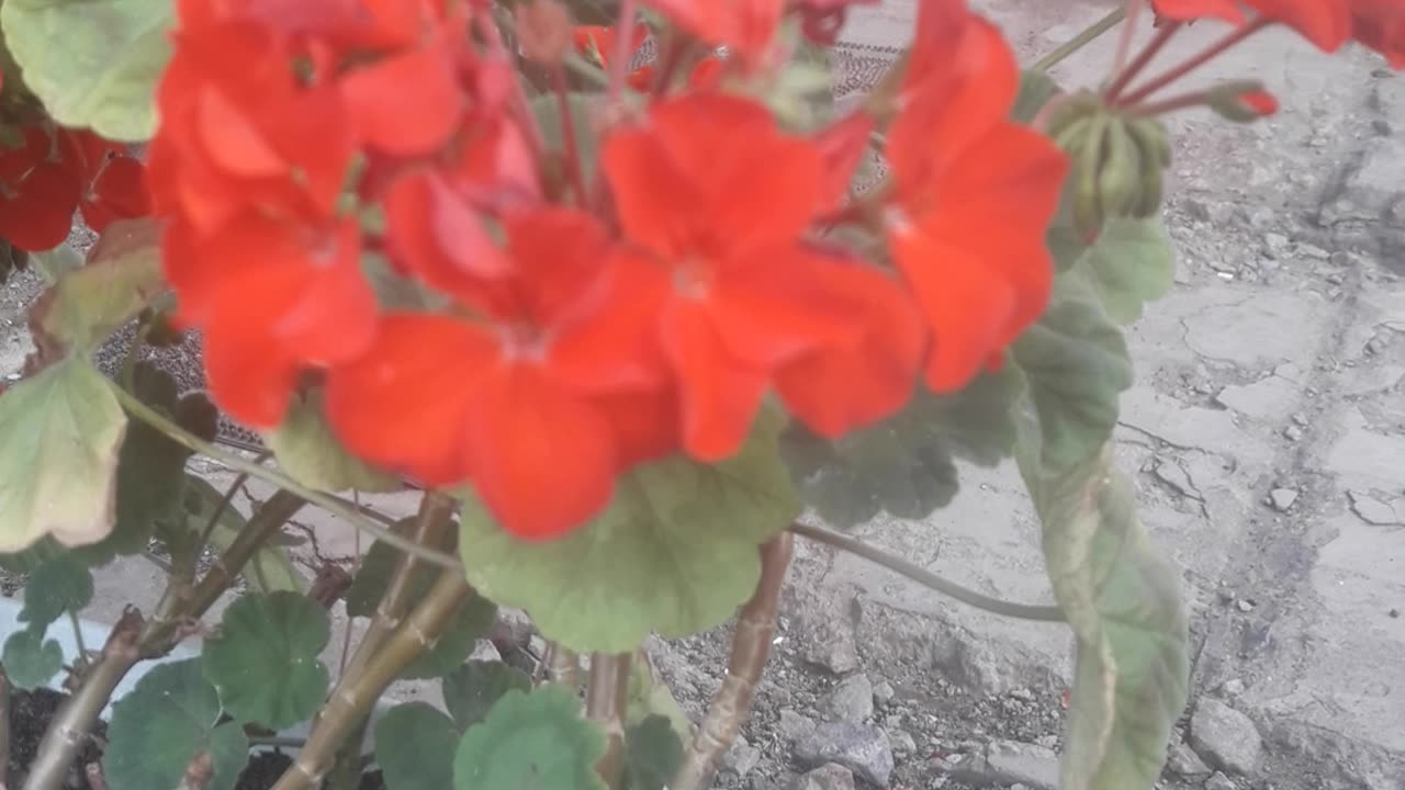 Pelargonium continues to bloom