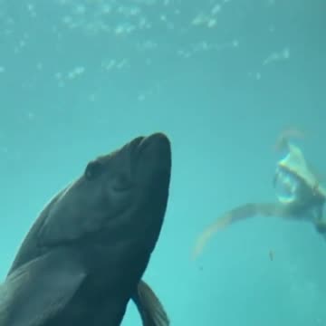 This is How the Alaskan puffin swims under water