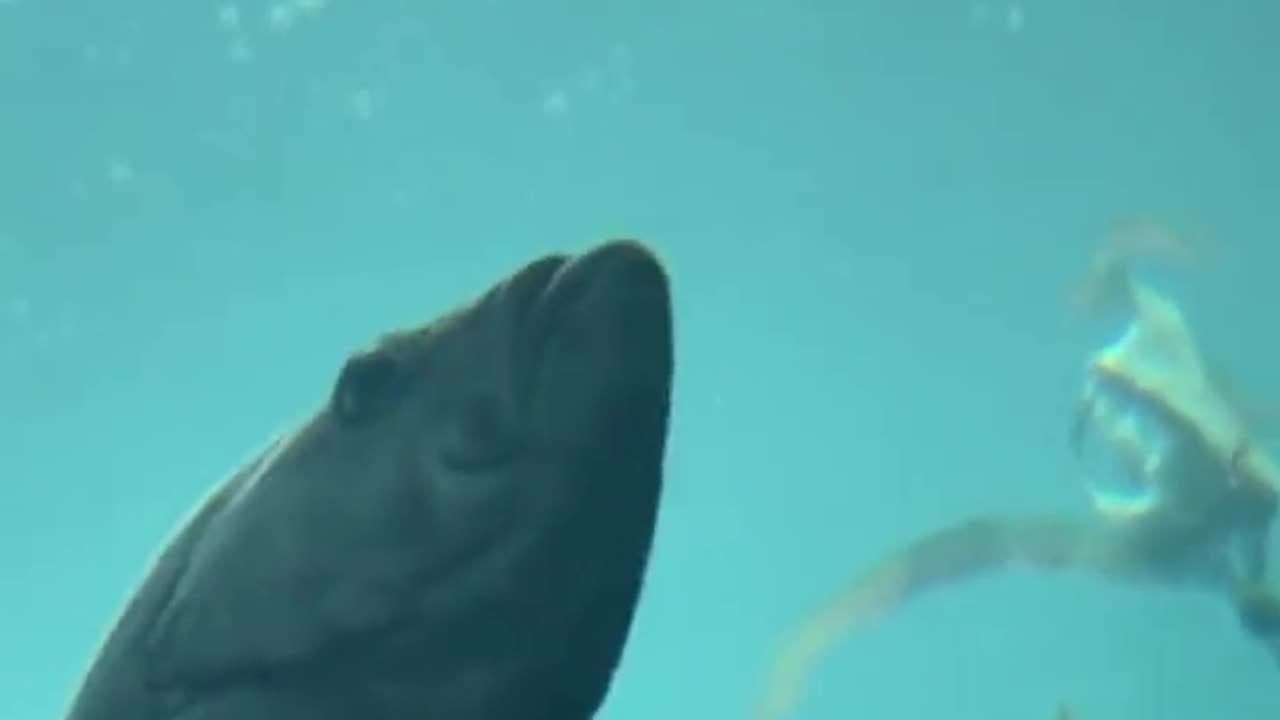 This is How the Alaskan puffin swims under water