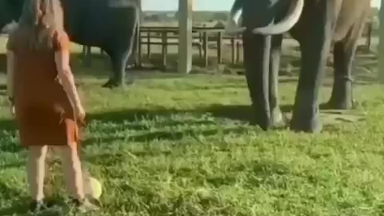 Best funny animal video