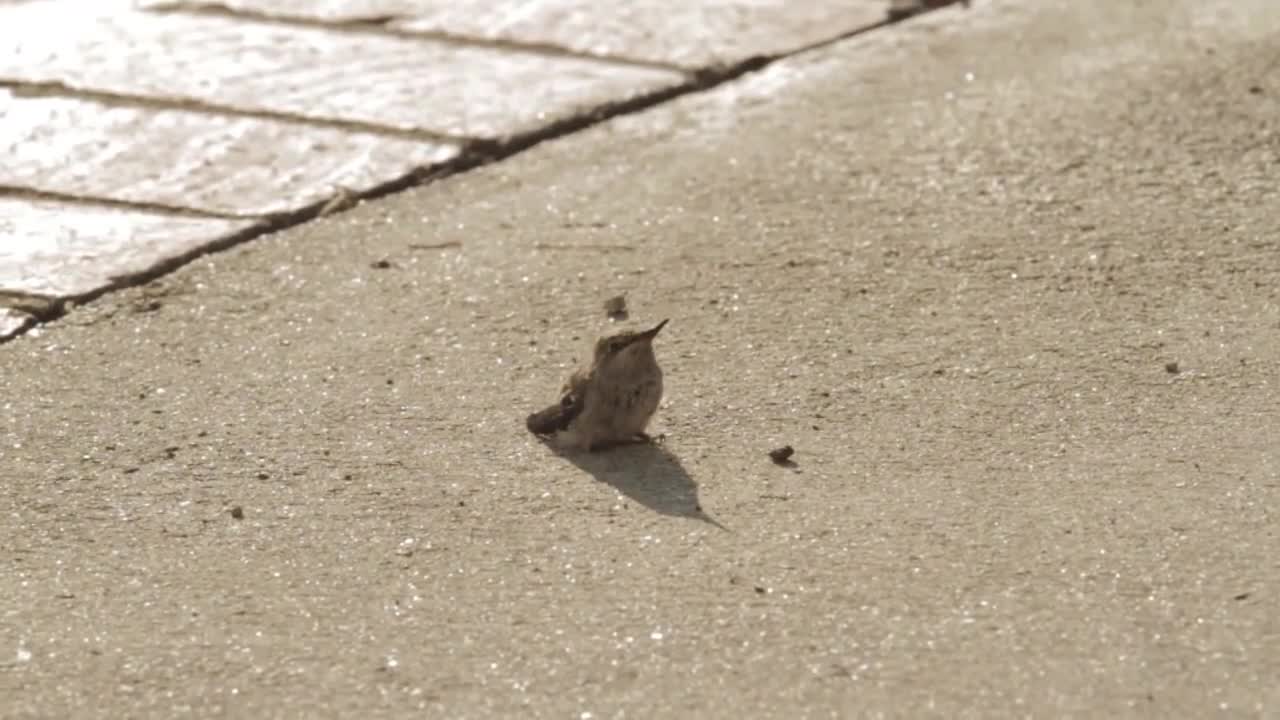 Baby Hummingbird Learning To Fly With Mom Helping And Feeding Him (1)