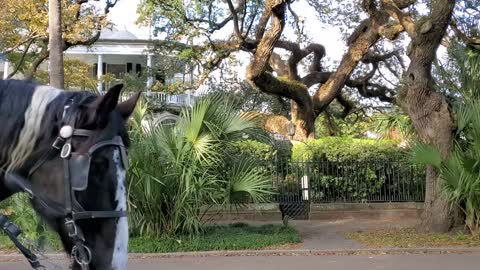 Hourse Carrige Ride in Charleston, SC