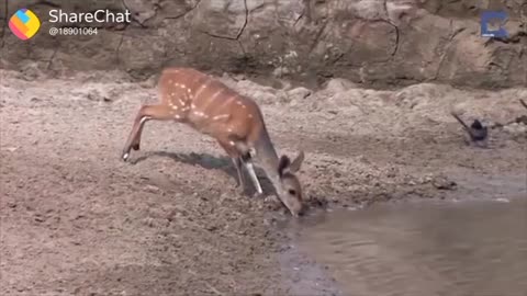 Oh my God! Crocodile attacks Deer when drink water