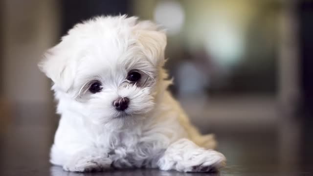 Top 10 dog breeds that don't shed or smell/ small dog breeds that don't shed