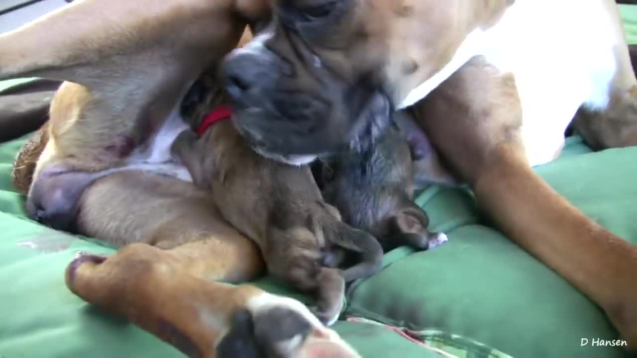 A Dog Has Amazing Birth While Standing love to watch