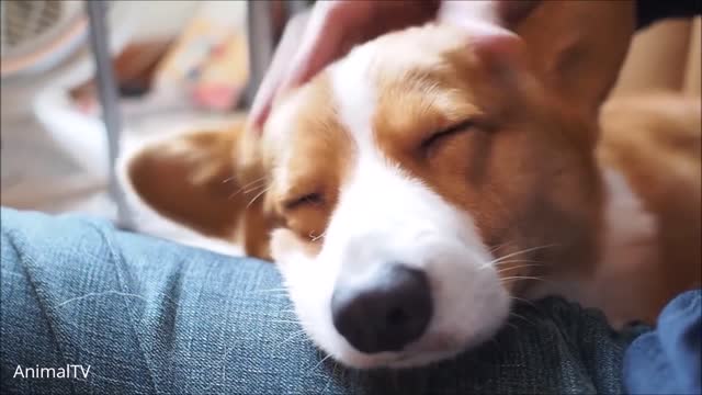 Cute corgi almost fell asleep while getting a massage on its head.