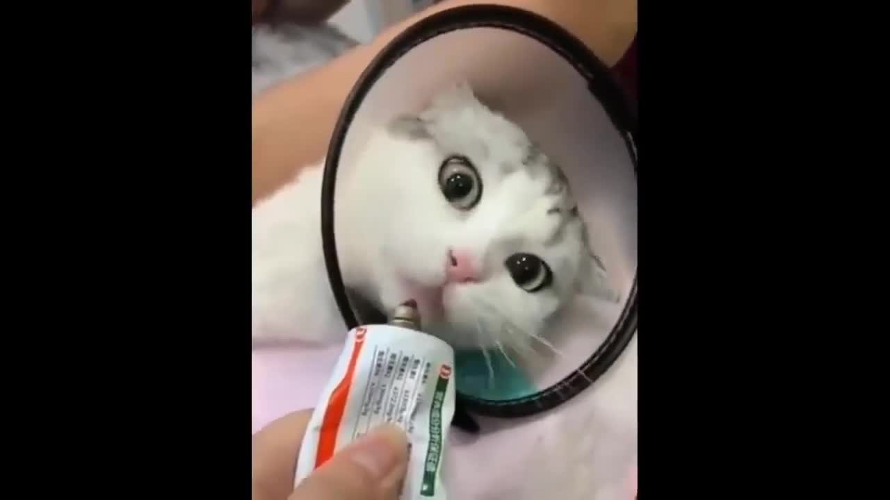 Funny cat, can he eat this thing?