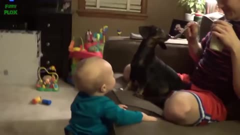 Funny babies laughing hysterically at dogs compilation