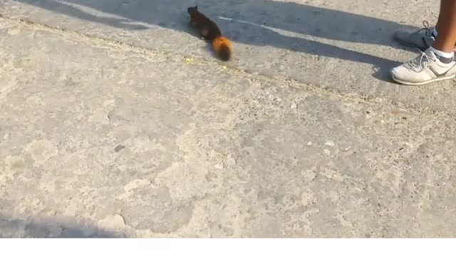 Saving the squirrel from death