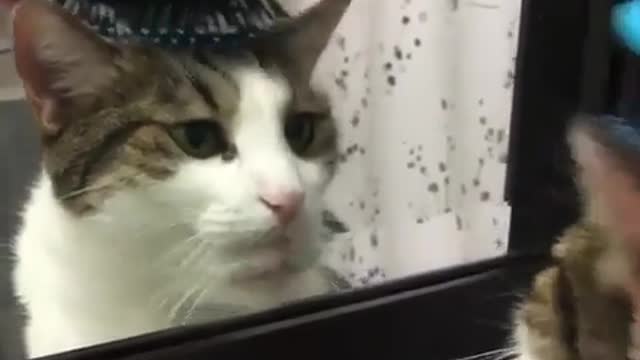 A cat likes to look in the mirror