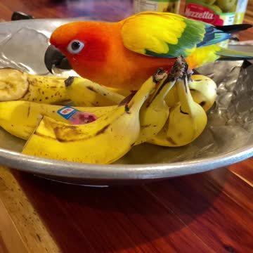 Parrot caught in fruit bowl