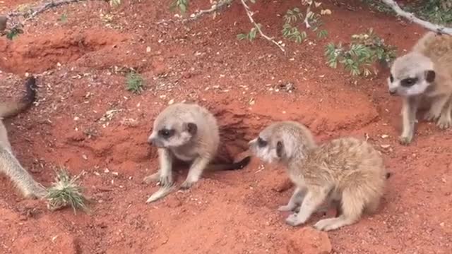 Meerkats in the Morning