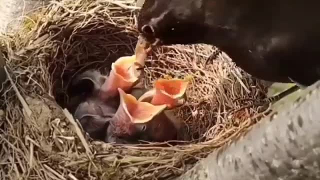 see how a bird feeds its chicks