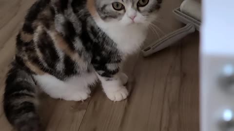 A kitten who wants to go to the bathroom.