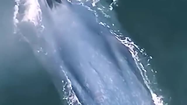 Seen a very big whale