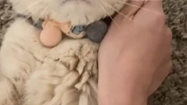 I dial the number on the cat's face and she follows