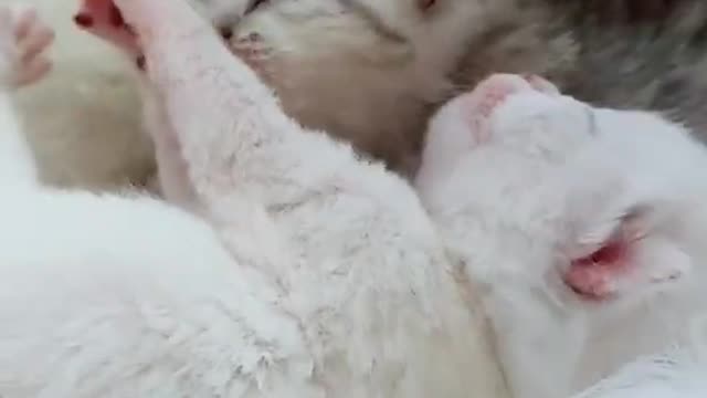 Two cat playing with videos||Are my cat and kitten playing or fighting||