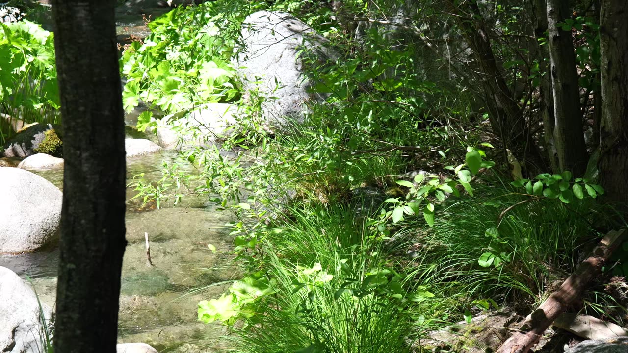 Northern California-Beautiful Brandy Creek- Tranquil and Peaceful-Calming Sounds Of Nature