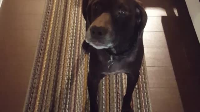 Brown dog looking at the camera howling