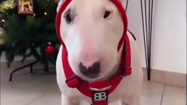 Baby Dogs 🐶 Cute and Funny Dog Videos Puppy Dogs Compilation