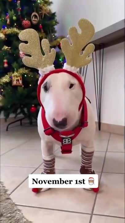 Baby Dogs 🐶 Cute and Funny Dog Videos Puppy Dogs Compilation