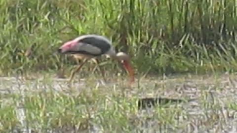 Painted Stork 2