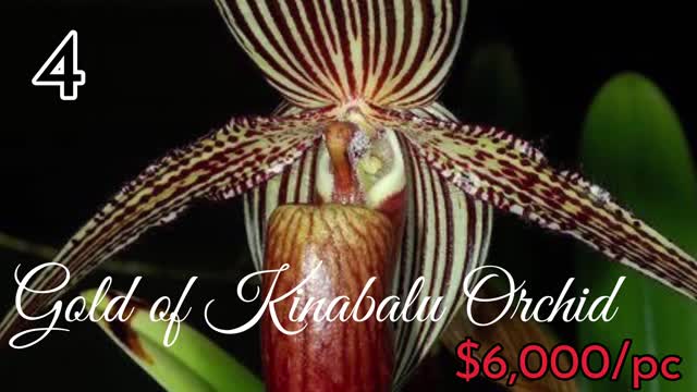 TOP 10 Most expensive plants Flowers