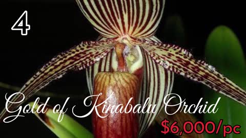 TOP 10 Most expensive plants Flowers