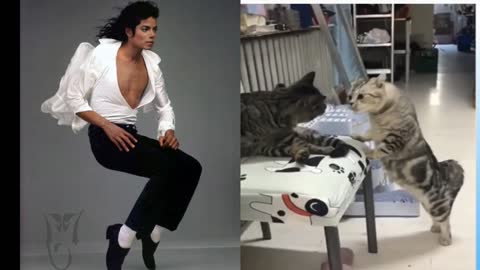 Cat with Michael Jackson dance