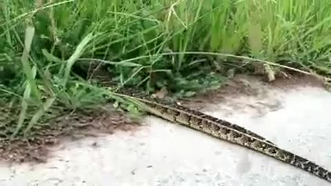 Puffadder Crossing On Road