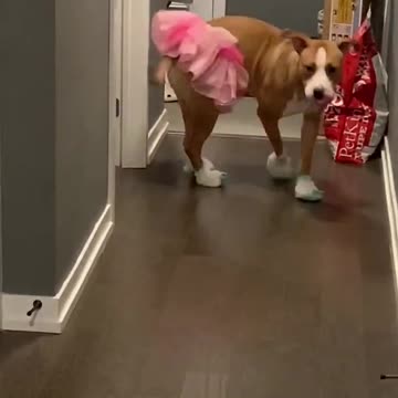 Ultimate Baby Dogs - Cute and Funny Dog Videos Compilation #Shorts