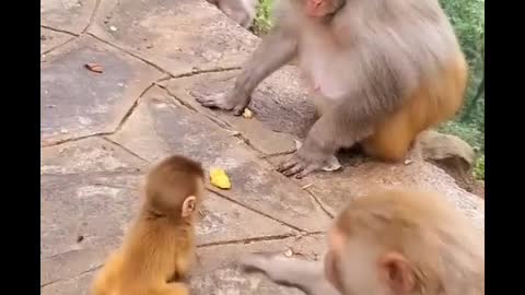 The routine of a monkey family at the zoo