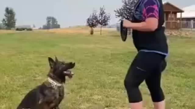 Trained dog with funny friend,