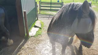 Silly Horses drinking from hose