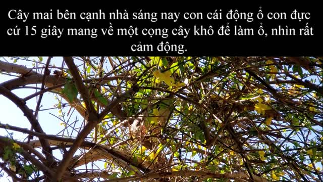 Xem chim làm tổ đẻ trứng